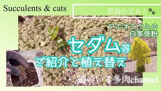 【セダム】等ご紹介と植え替え・アエオニウムの自家受粉　Vol.21【多肉植物】【ガーデニング】