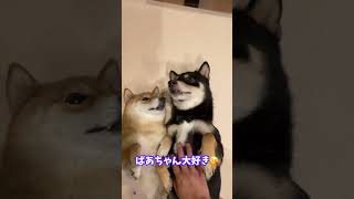 ばあちゃん大好き孫柴犬と孫が大好きなばあちゃん柴犬　#shiba #柴犬