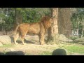 ライオンのおしっこを見たことがありますか have you ever seen a lion pee 葉ッピー動物園1556 とべ動物園 愛媛県