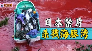 日本再次上演大屠杀，记者冒死拍摄，揭露海豚湾的秘密！