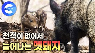 어르신들이 멧돼지를 사냥했던 방법 | 호랑이가 물어가면 뼈라도 남는데 멧돼지는 아무것도 안남아 | 겨울에 폭설에 오기를 기다린 이유 | 한반도 야생동물사 | 다큐프라임