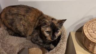 Cat vs. Couch (FAIL!)