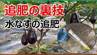 【追肥の裏技】なかよしくんを使った水なすの追肥