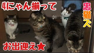 ある日の飼い主の出勤から帰宅までをまとめてみたらやっぱり可愛すぎたり切なかったり…の巻【うちの子４にゃんず】