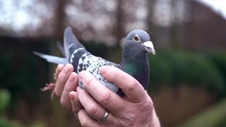 Champion Pigeon Sold for $1.4 Million