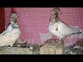 lal siray breeder pigeon