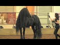 friesian stallion unbelievable frederik the great