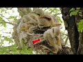 Mother woodshrike bird unable to fit all her babies in small nest @BirdPlusAnimals