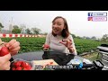 【沒行李！】上水單車一日遊｜即摘即食士多啤梨🍓｜大水管 塱原濕地 羅太豆腐花 上水農場