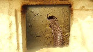 60 साल पुराने घर में जब इस स्थिति में मिला कोबरा सांप फिर क्या हुआ। Venomous Cobra Snake