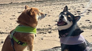 Fun Day at the Dog Park!