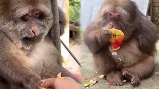 星星被抢食物也不生气，情绪稳定的猴子Emotionally Stable Monkey