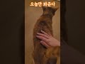 집사가 늦게 왔을때 고양이 반응 shorts