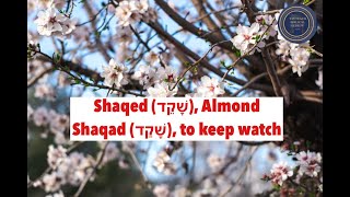 Shaqed and Shaqad in Biblical Hebrew- unique insights into Jeremiah 1:11 & 12.