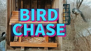 SLOW MOTION ACTION: CHICKADEE BIRD GETS CHASED AWAY BY ANOTHER BIRD