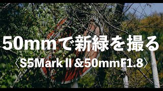 50mm単焦点一本で撮る新緑のスナップ【LUMIX S5MarkⅡ\u0026 50mmF1.8】