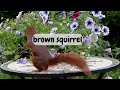 brown squirrel