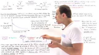 ATCase Allosteric Regulation