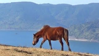 絶景の中で野生馬に出会える！日本でここだけ、宮崎・都井岬は「馬の楽園」