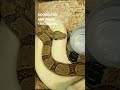 MoonGlow Boa Constrictor Pairing! #Shorts