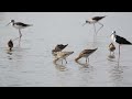 大型シギたち採餌＆水浴び　エリマキ、オグロ、セイタカ　24 9　ruff＆black tailed godwit＆black winged stilt