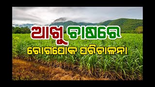 ଆଖୁ ଚାଷରେ ରୋଗପୋକ ପରିଚାଳନା