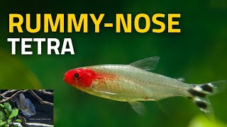 Rummy Nose Tetra | Is The Red Nose A Health Warning To Your Aquarium?