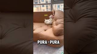 kucing kaget di prank babunya😂