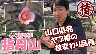 椿の開花速報【指月山・しづきやま】咲きました！