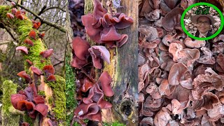 เก็บเห็ดหูหนูแช่แข็ง หนาวๆ เย็นๆ หมอกๆ, Wood ear mushroom อังกฤษ, UK 🇬🇧