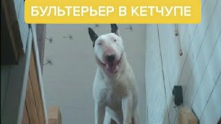 Бультерьер в кетчупе