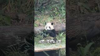 竹子有多好吃 讓熊貓圓寶吃給大家看｜台北木柵動物園 #圓寶