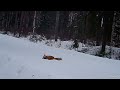 shotkam barrel camera videos 2022 2023. bird fox and hare hunting in finland.