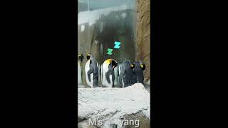 Taipei zoo penguin  sleeping  企 鵝 們 💤 睡 覺 時 會 把 嘴 藏 進...