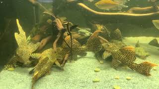 Colony of LDA105 Typhoon Pleco