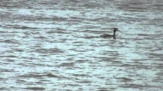 Podiceps cristatus,  Great Crested Grebe, silkkiuikku