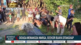 Warga Tangkap Seekor Buaya yang Diduga Mangsa Seorang Warga