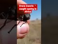 drone insects caught spying in africa. is it true shorts