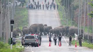 ช้างป่าอ่างฤาไนกว่า 50 ชีวิต เข้าแถวข้ามถนนสาย3259 อ.สนามชัยเขต-ท่าตะเกียบ จ.ฉะเชิงเทรา