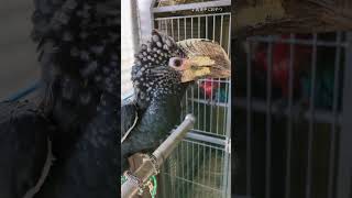 ホレっ【Silvery-cheeked Hornbill】ごはんを恵んでくれるギンガオさんw #shorts #鳥 #サイチョウ