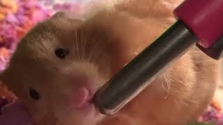 TYPEWRITER the HAMSTER DRINKING WATER 🐹