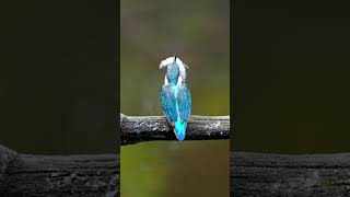 2024メモラブル大魚叩き Episode52 #shorts #kingfisher #happyhovering #α9III #birds #wildlife