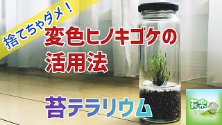 捨てちゃダメ！変色ヒノキゴケの活用法【苔テラリウム制作動画】