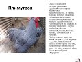 Лекция 4 ППЖ 3 курс ТПС