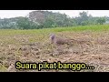 Suara burung tekukur,, Banggo full udah pasti nyaut...