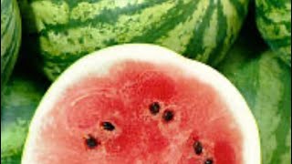 HARVESTING JUBILEE (WATERMELONS) | MYTHS \u0026 FUN FACTS ABOUT WATERMELON