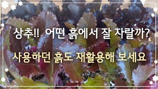 상추모종 심는법 자세히 보여드립니다~🌱💞