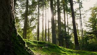 Relaxing by sunshine, beautiful green forest, tall trees, calm and peaceful, stress relief,