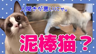 泥棒猫？マカすっぽんマムシのサプリが欲しかった猫。Thief cat