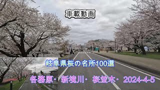 桜の名所100選・新境川堤の桜並木・岐阜県・2024-4-5・車載動画・4k